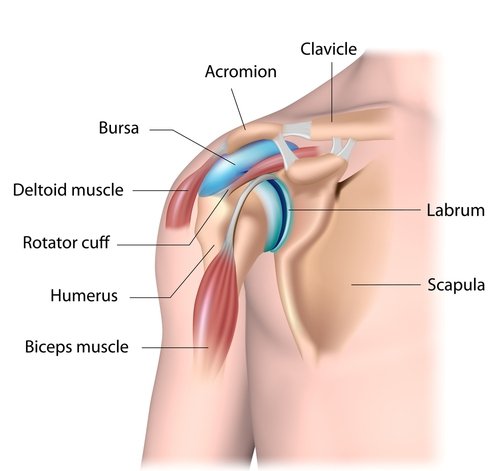 Shoulder anatomy for arthroscopy.jpg