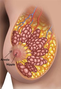 https://medbelle-cdn.s3.amazonaws.com/images/breast_nipple_and_areola_diagram.original.jpg