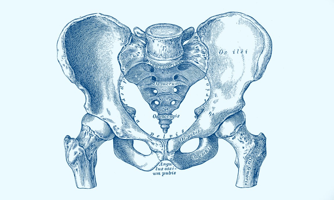 Normal Posterior View Of Female Hips Showing Pelvis Sacrum Hip Bones  High-Res Vector Graphic - Getty Images