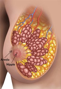 Areola Reduction Surgery Procedure Cost and Information